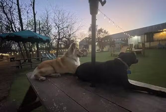 Neighbors Dog Park & Cafe - Austin, TX