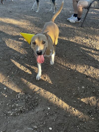 Norwood Estate Dog Park on E. Riverside - Austin, TX