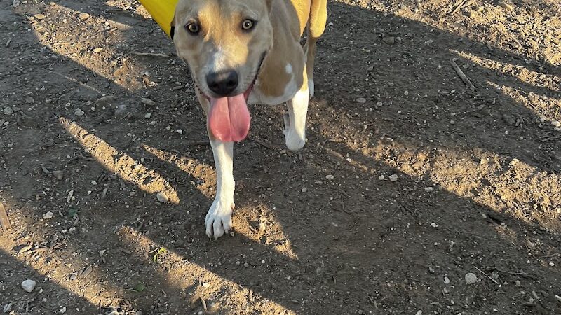 Norwood Estate Dog Park on E. Riverside - Austin, TX