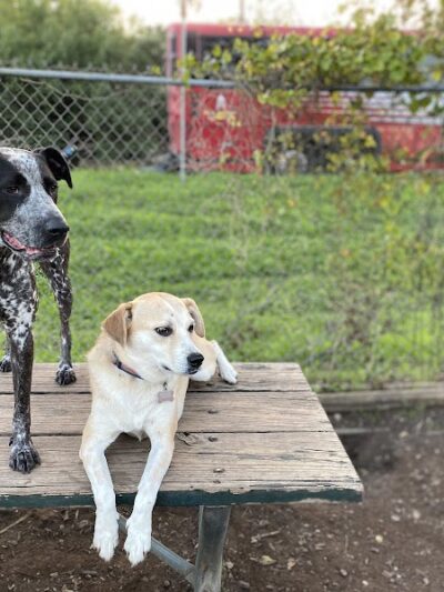 Norwood Estate Dog Park on E. Riverside - Austin, TX
