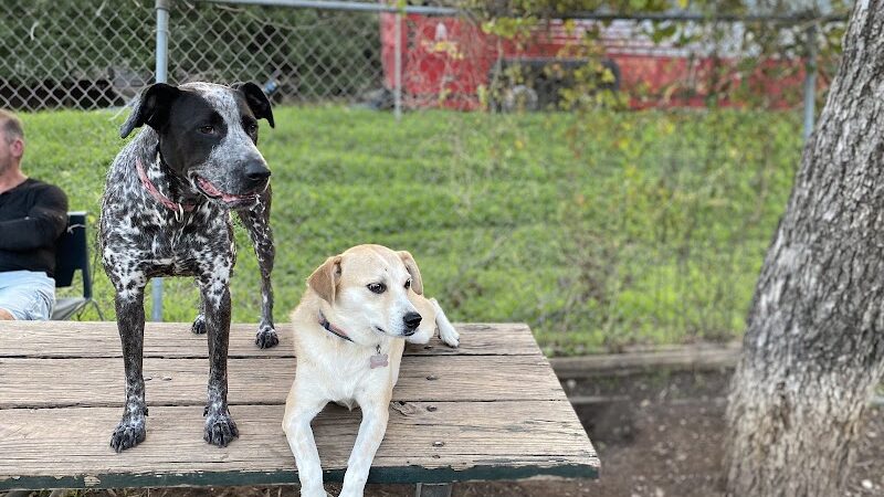 Norwood Estate Dog Park on E. Riverside - Austin, TX
