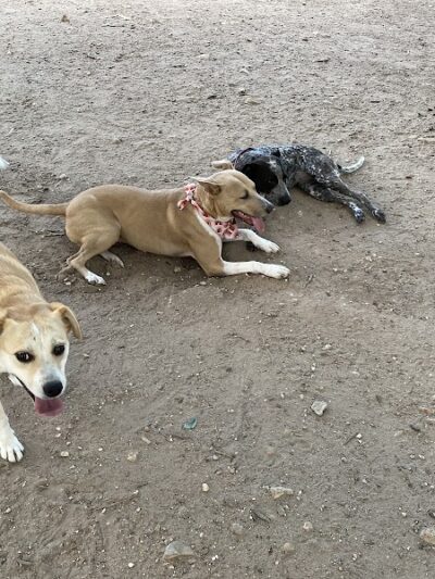 Norwood Estate Dog Park on E. Riverside - Austin, TX