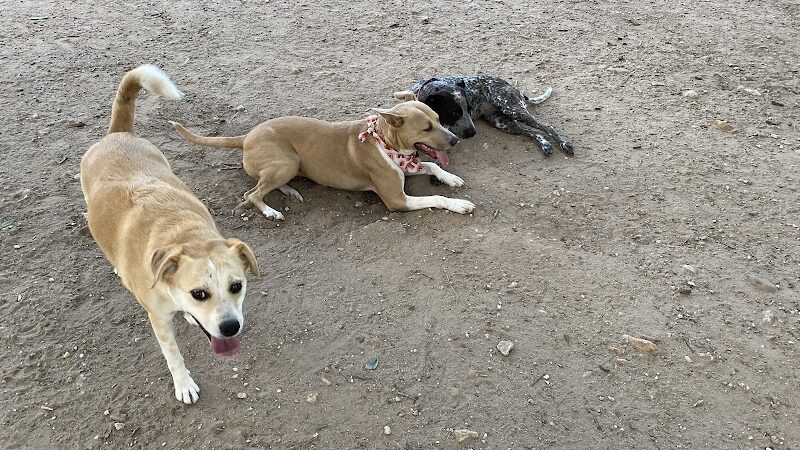 Norwood Estate Dog Park on E. Riverside - Austin, TX