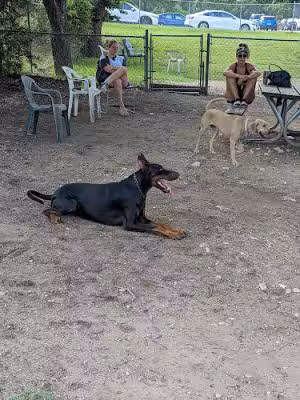 Norwood Estate Dog Park on E. Riverside - Austin, TX