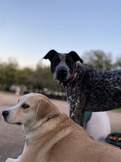 Norwood Estate Dog Park on E. Riverside - Austin, TX