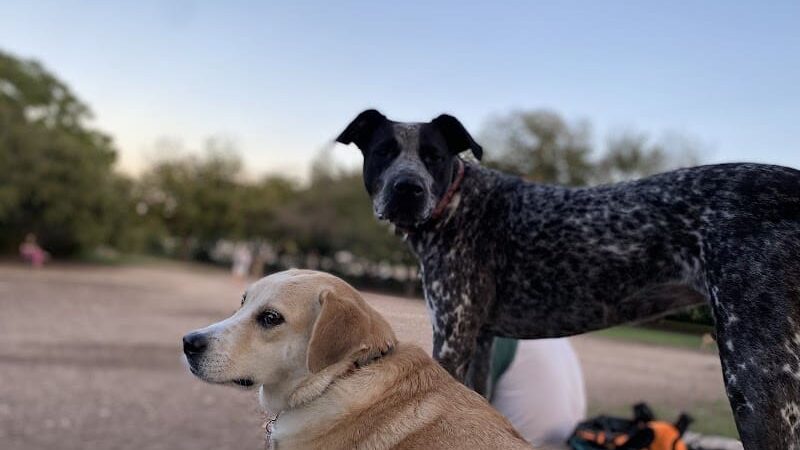 Norwood Estate Dog Park on E. Riverside - Austin, TX