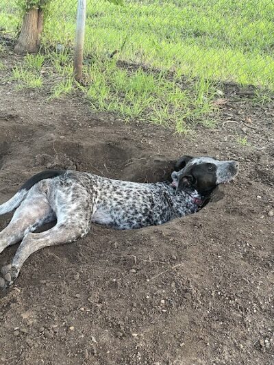 Norwood Estate Dog Park on E. Riverside - Austin, TX