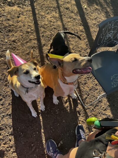 Norwood Estate Dog Park on E. Riverside - Austin, TX