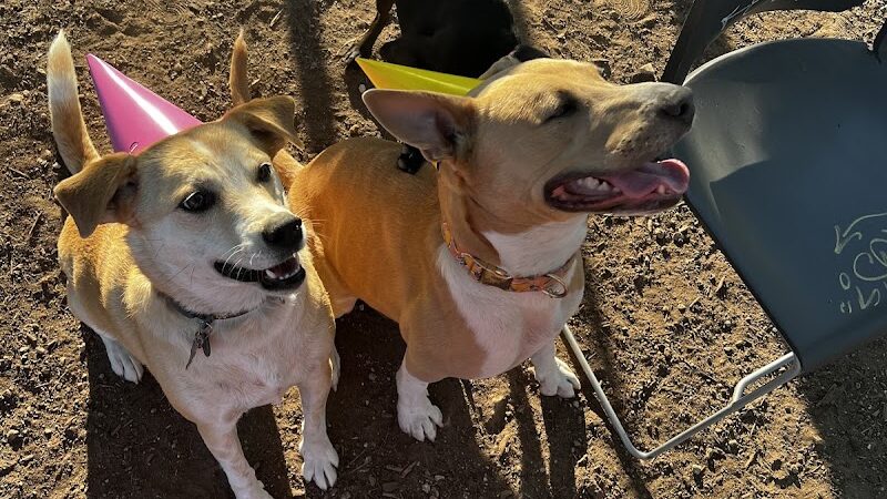 Norwood Estate Dog Park on E. Riverside - Austin, TX