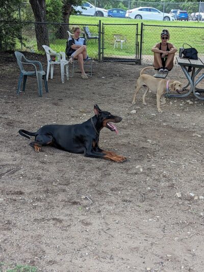 Norwood Estate Dog Park on E. Riverside - Austin, TX