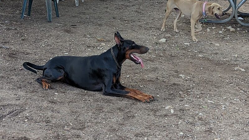 Norwood Estate Dog Park on E. Riverside - Austin, TX