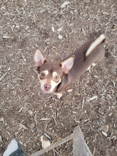 Norwood Estate Dog Park on E. Riverside - Austin, TX