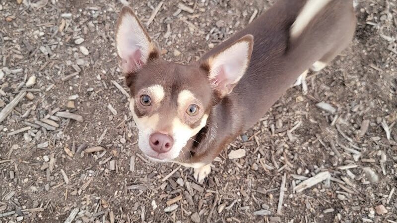 Norwood Estate Dog Park on E. Riverside - Austin, TX
