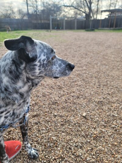 Pickle’s Place Dog Park - Austin, TX