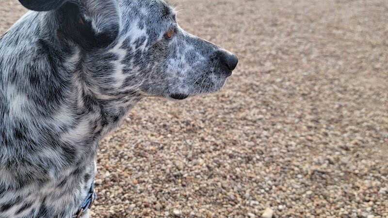 Pickle’s Place Dog Park - Austin, TX