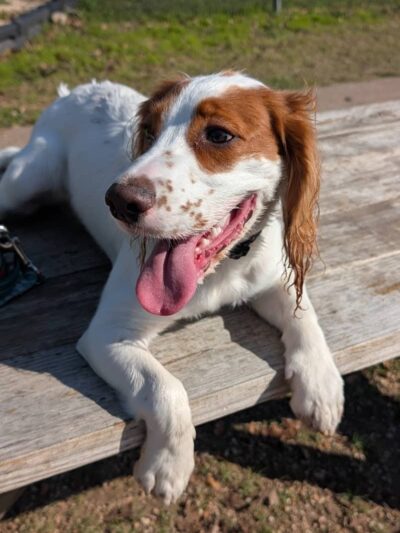 Pickle’s Place Dog Park - Austin, TX