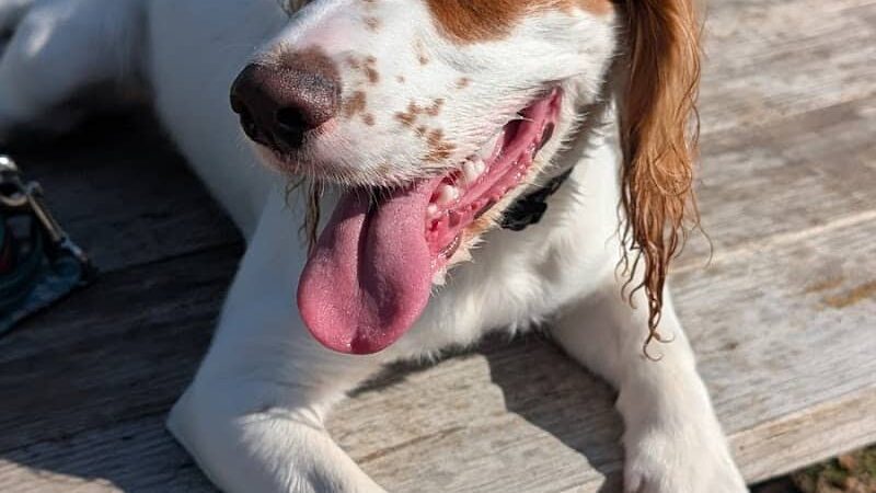 Pickle’s Place Dog Park - Austin, TX