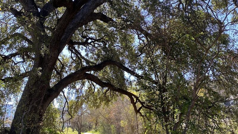 Shoal Creek Greenbelt - Austin, TX