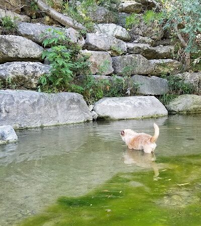 Shoal Creek Greenbelt - Austin, TX