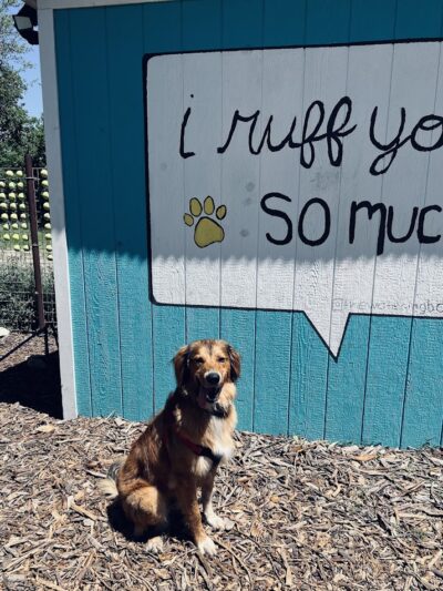 The Watering Bowl - Austin, TX