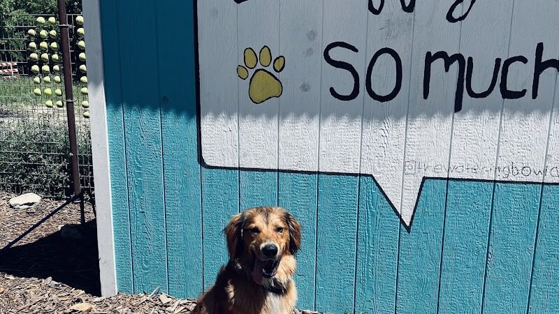 The Watering Bowl - Austin, TX
