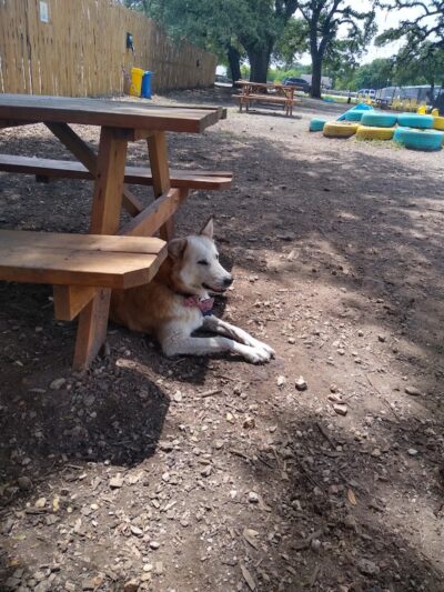 The Watering Bowl - Austin, TX