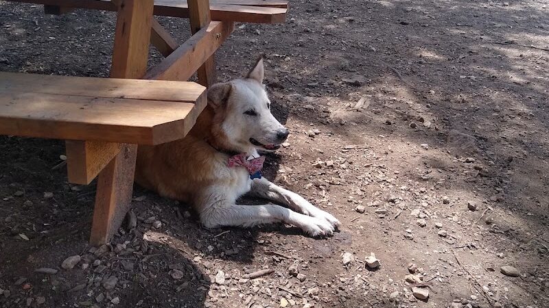 The Watering Bowl - Austin, TX