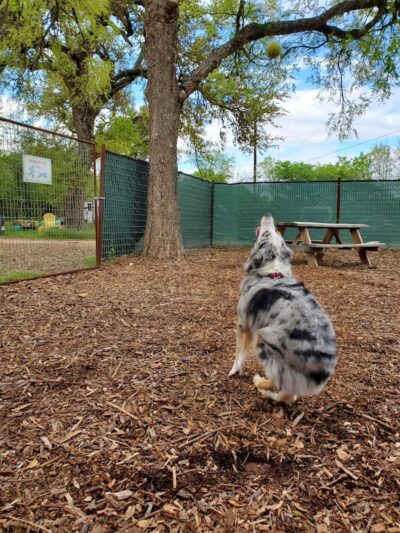 The Watering Bowl - Austin, TX