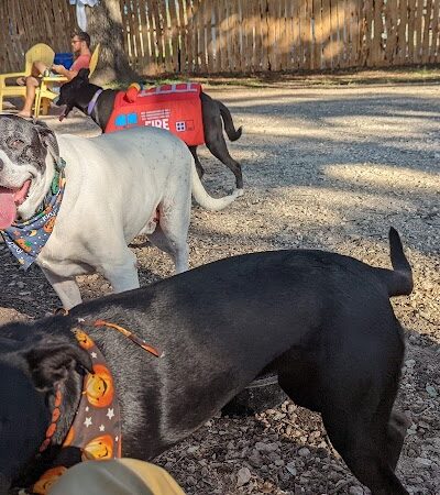 The Watering Bowl - Austin, TX