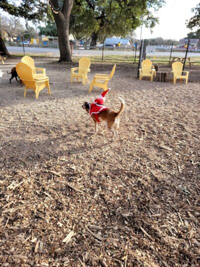 The Watering Bowl - Austin, TX