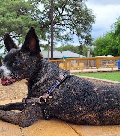 The Watering Bowl - Austin, TX