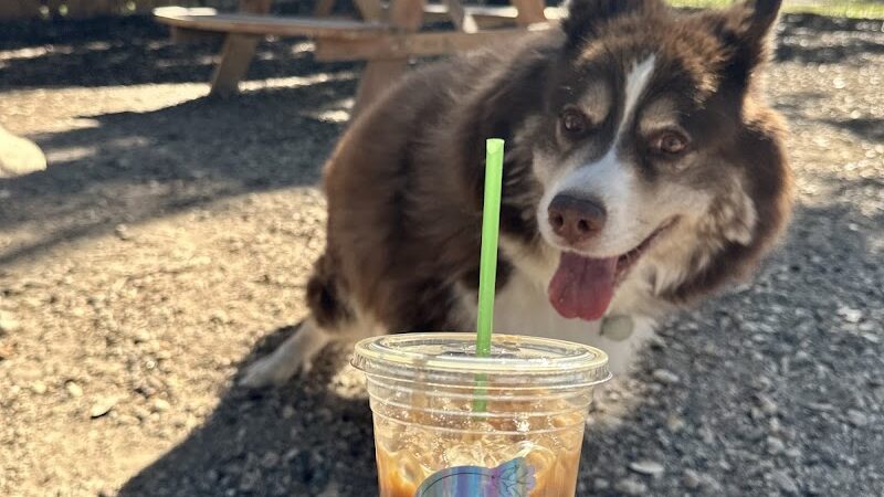 The Watering Bowl - Austin, TX