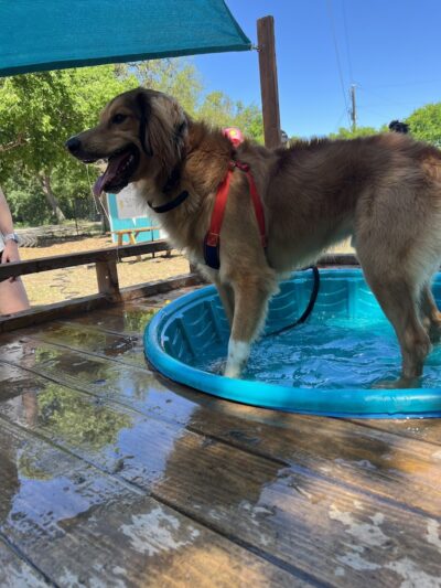 The Watering Bowl - Austin, TX