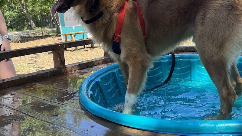 The Watering Bowl - Austin, TX