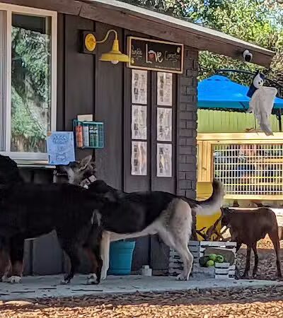 The Watering Bowl - Austin, TX