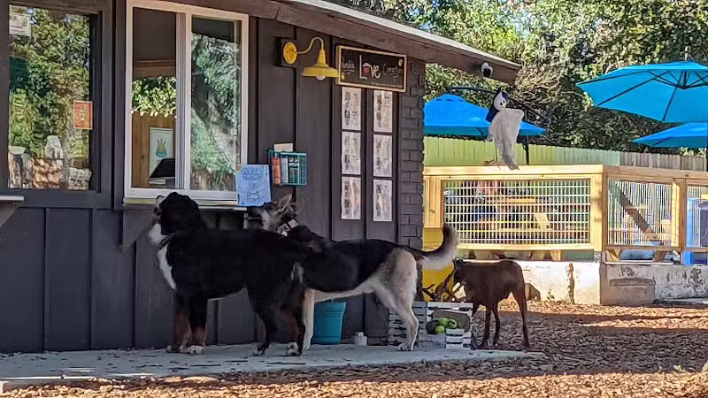 The Watering Bowl - Austin, TX