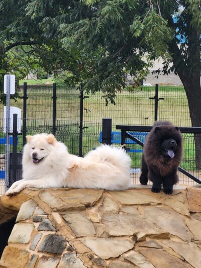 WB MUD Dog Park - Austin, TX