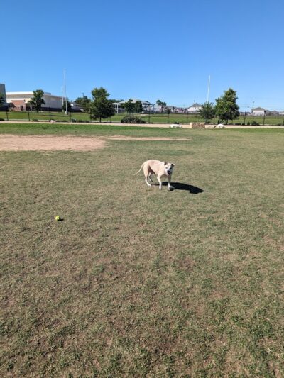 WB MUD Dog Park - Austin, TX