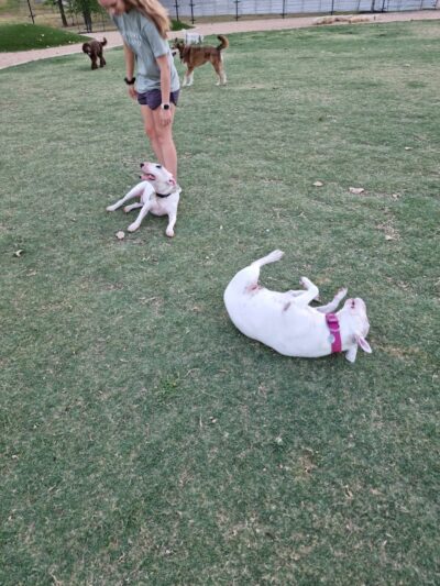 WB MUD Dog Park - Austin, TX