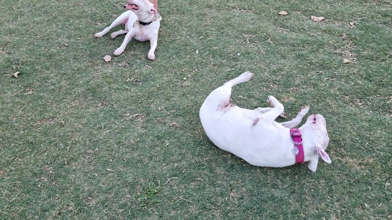 WB MUD Dog Park - Austin, TX