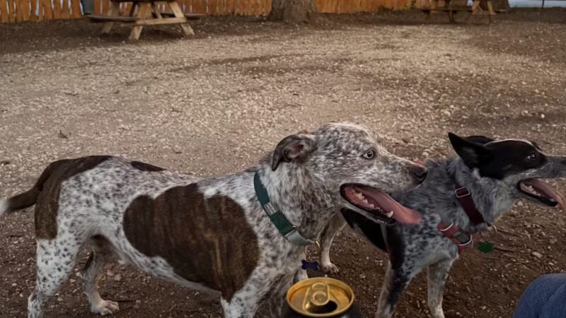 The Watering Bowl - Austin, TX