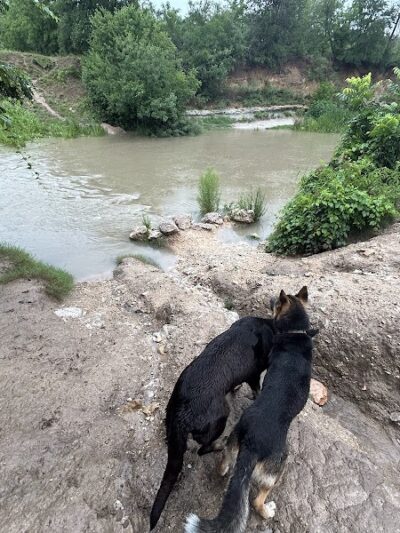 Onion Creek Doggy Park - Austin, TX