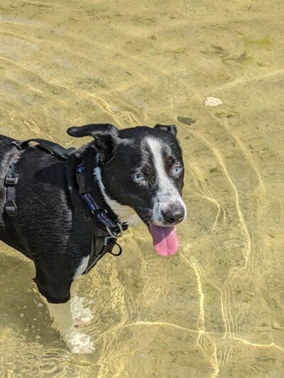 Onion Creek Doggy Park - Austin, TX