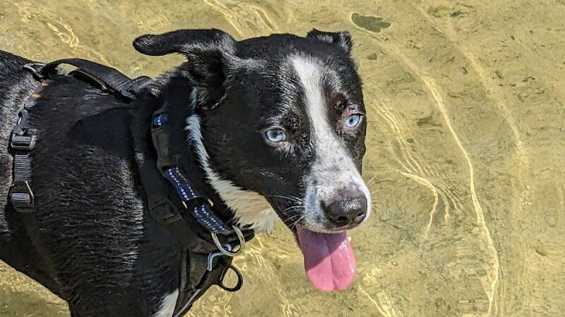 Onion Creek Doggy Park - Austin, TX