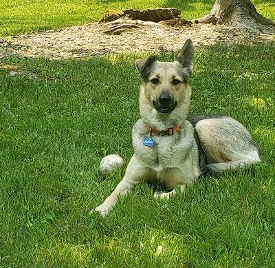 Crump's Canine Corral - Avilla Dog Park - Avilla, IN