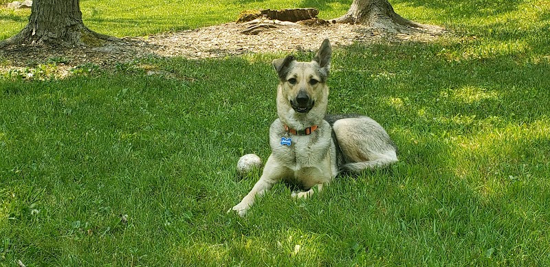 Crump's Canine Corral - Avilla Dog Park - Avilla, IN