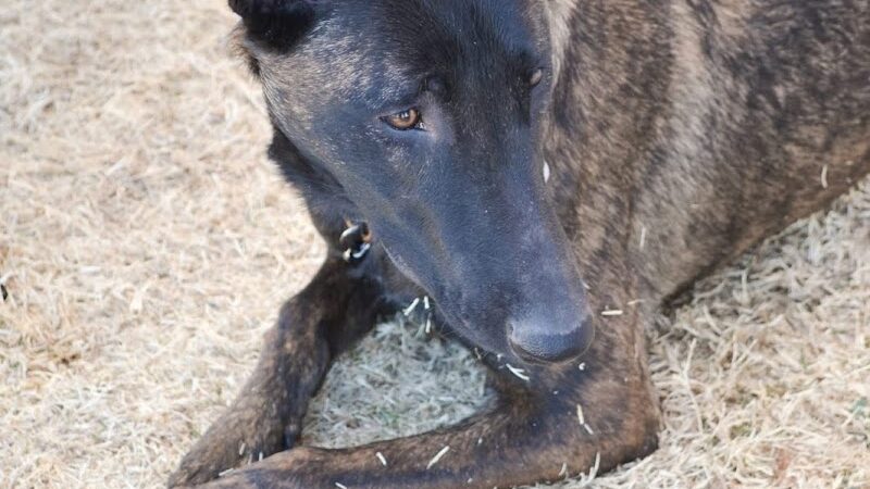 Avondale Festival Fields Dog Park - Avondale, AZ