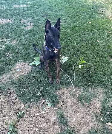 Avondale Festival Fields Dog Park - Avondale, AZ