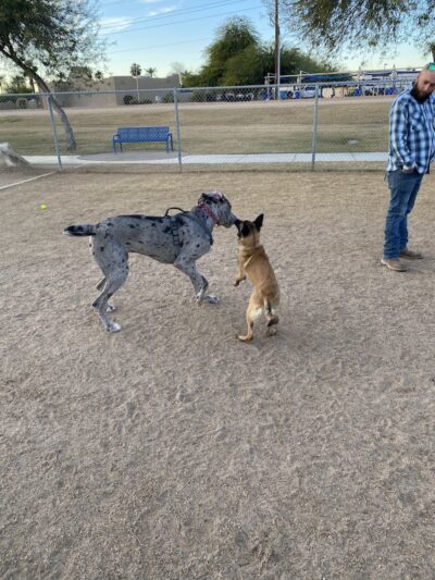Friendship Dog Park - Avondale, AZ