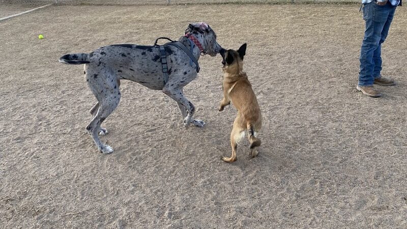 Friendship Dog Park - Avondale, AZ